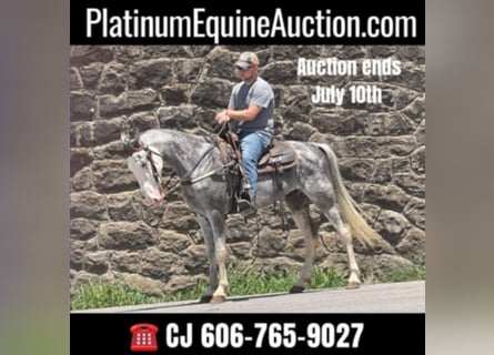 Tennessee walking horse, Hongre, 11 Ans, Gris