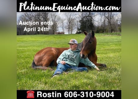 Tennessee walking horse, Hongre, 12 Ans, 147 cm, Bai cerise