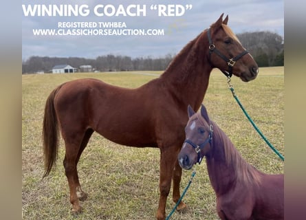 Tennessee walking horse, Hongre, 12 Ans, 152 cm, Alezan cuivré