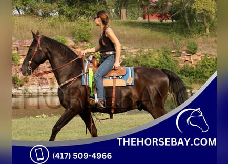 Tennessee walking horse, Hongre, 12 Ans, Noir