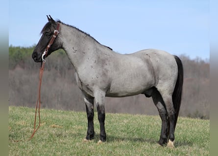 Tennessee walking horse, Hongre, 12 Ans, Rouan Bleu
