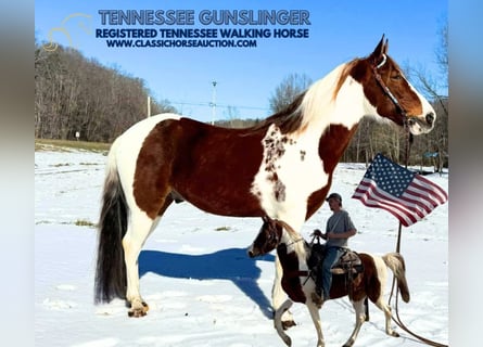 Tennessee walking horse, Hongre, 13 Ans, 152 cm, Alezan cuivré