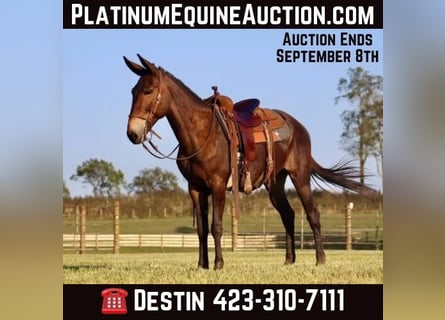 Tennessee walking horse, Hongre, 13 Ans, 152 cm, Bai cerise