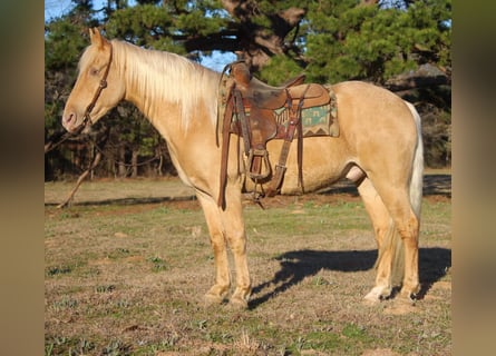 Tennessee walking horse, Hongre, 13 Ans, 155 cm, Palomino