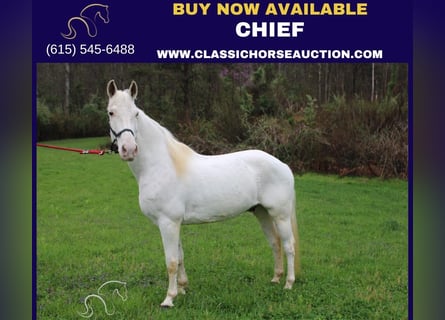 Tennessee walking horse, Hongre, 14 Ans, 142 cm, Blanc