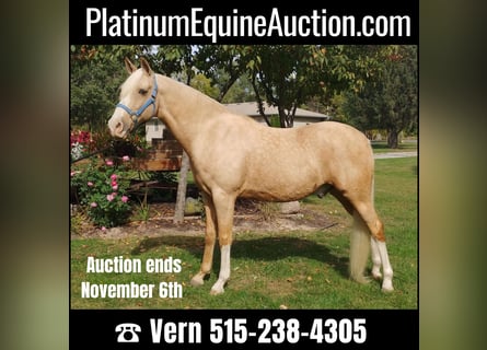 Tennessee walking horse, Hongre, 14 Ans, 152 cm, Palomino