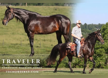 Tennessee walking horse, Hongre, 15 Ans, 152 cm, Bai cerise