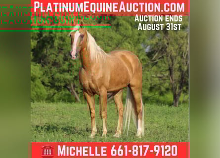 Tennessee walking horse, Hongre, 16 Ans, 152 cm, Palomino