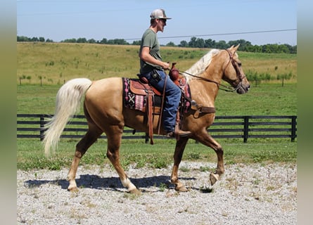 Tennessee walking horse, Hongre, 16 Ans, Palomino