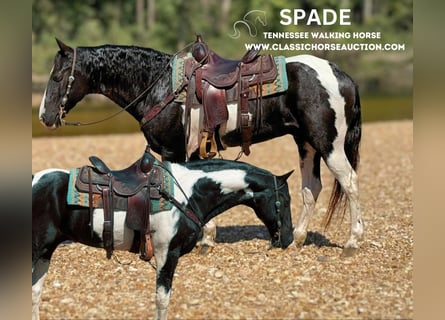 Tennessee walking horse, Hongre, 17 Ans, 152 cm, Tobiano-toutes couleurs