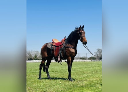 Tennessee walking horse, Hongre, 2 Ans, 152 cm, Bai cerise