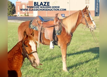 Tennessee walking horse, Hongre, 3 Ans, 132 cm, Alezan cuivré