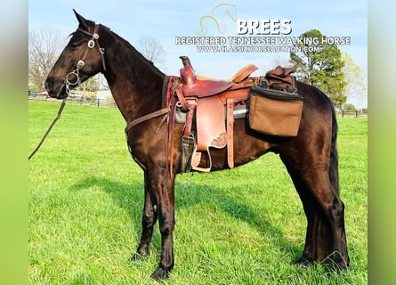 Tennessee walking horse, Hongre, 3 Ans, 152 cm, Noir