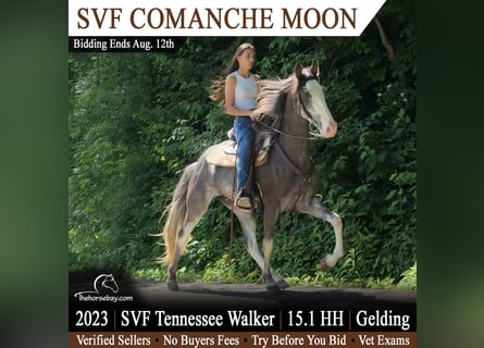 Tennessee walking horse, Hongre, 3 Ans, 155 cm, Bai brun foncé