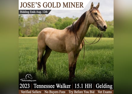 Tennessee walking horse, Hongre, 3 Ans, 155 cm, Buckskin
