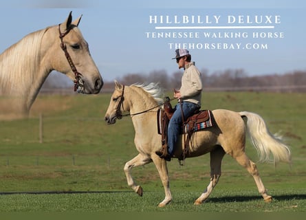 Tennessee walking horse, Hongre, 3 Ans, 155 cm, Palomino