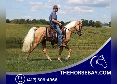 Tennessee walking horse, Hongre, 3 Ans, 155 cm, Palomino