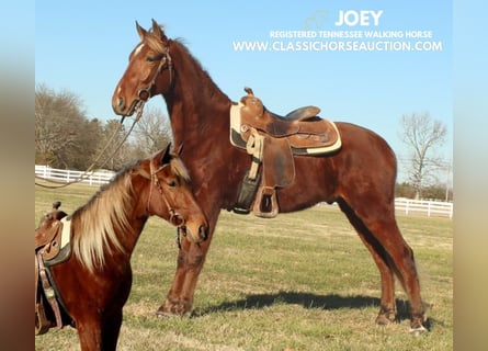 Tennessee walking horse, Hongre, 3 Ans, 163 cm, Alezan cuivré