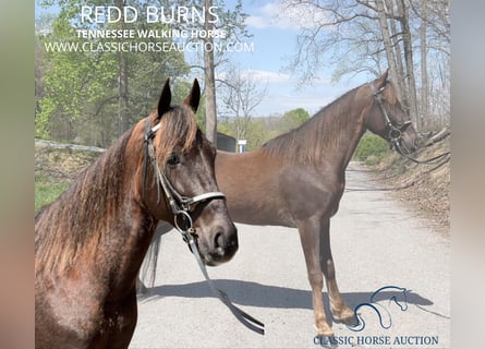 Tennessee walking horse, Hongre, 4 Ans, 142 cm, Alezan brûlé