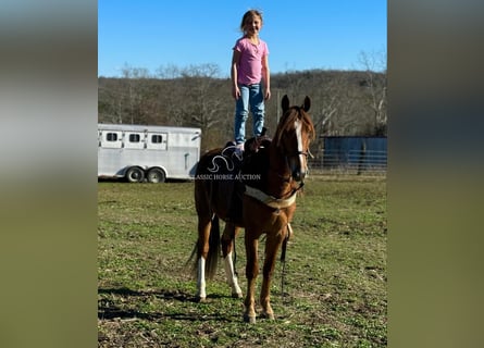 Tennessee walking horse, Hongre, 4 Ans, 142 cm, Alezan cuivré