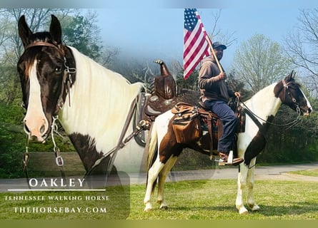 Tennessee walking horse, Hongre, 4 Ans, 142 cm, Tobiano-toutes couleurs