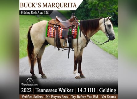 Tennessee walking horse, Hongre, 4 Ans, 150 cm, Buckskin