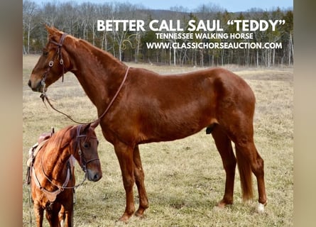 Tennessee walking horse, Hongre, 4 Ans, 152 cm, Alezan cuivré