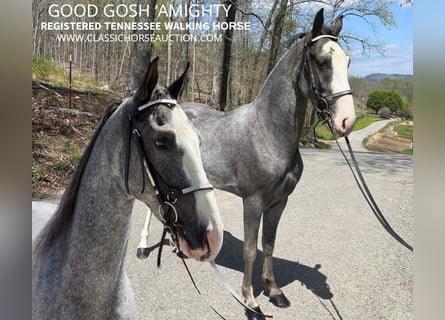 Tennessee walking horse, Hongre, 4 Ans, 152 cm, Gris