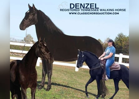 Tennessee walking horse, Hongre, 4 Ans, 152 cm, Noir