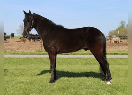 Tennessee walking horse, Hongre, 4 Ans, 152 cm, Noir