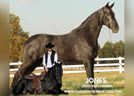 Tennessee walking horse, Hongre, 4 Ans, 152 cm, Rouan Bleu