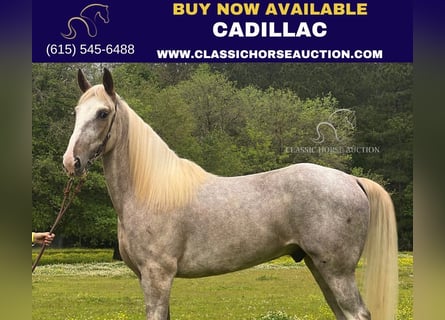 Tennessee walking horse, Hongre, 4 Ans, 152 cm, Sabino