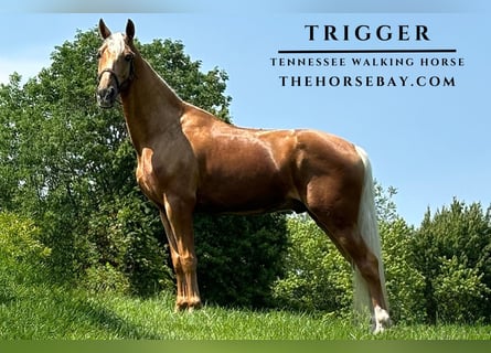 Tennessee walking horse, Hongre, 4 Ans, 160 cm, Palomino