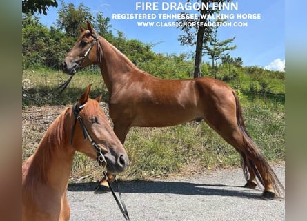 Tennessee walking horse, Hongre, 5 Ans, 142 cm, Alezan cuivré