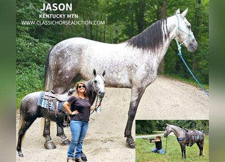 Tennessee walking horse, Hongre, 5 Ans, 142 cm, Gris