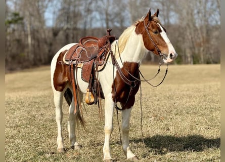 Tennessee walking horse, Hongre, 5 Ans, 142 cm, Tobiano-toutes couleurs