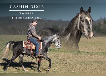 Tennessee walking horse, Hongre, 5 Ans, 147 cm, Gris pommelé