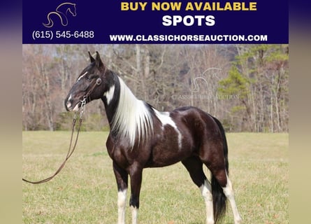 Tennessee walking horse, Hongre, 5 Ans, 152 cm, Noir