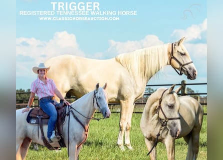 Tennessee walking horse, Hongre, 5 Ans, 152 cm, Palomino