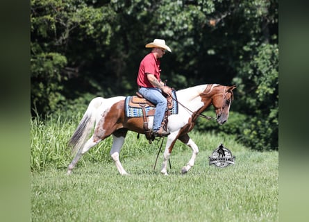 Tennessee walking horse, Hongre, 5 Ans, 155 cm, Tobiano-toutes couleurs