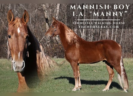 Tennessee walking horse, Hongre, 5 Ans, 163 cm, Alezan cuivré