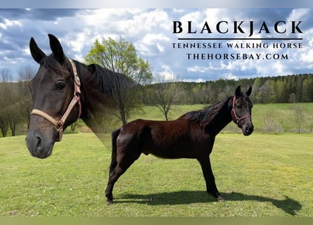 Tennessee walking horse, Hongre, 5 Ans, Noir