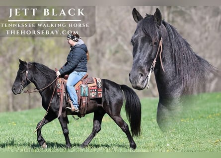 Tennessee walking horse, Hongre, 6 Ans, 142 cm, Noir