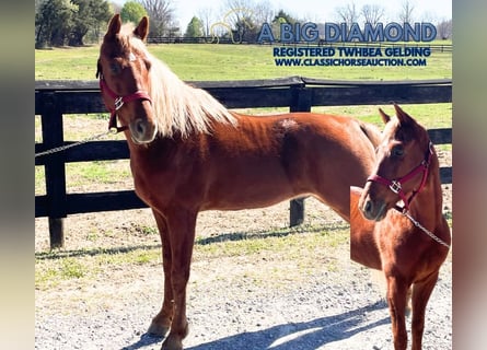 Tennessee walking horse, Hongre, 6 Ans, 152 cm, Alezan cuivré