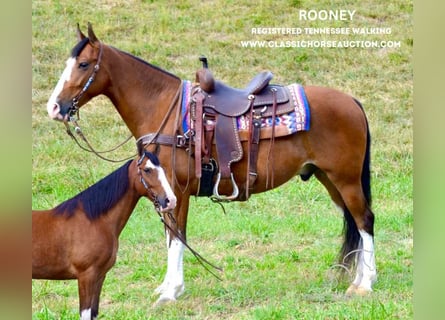 Tennessee walking horse, Hongre, 6 Ans, 152 cm, Bai cerise