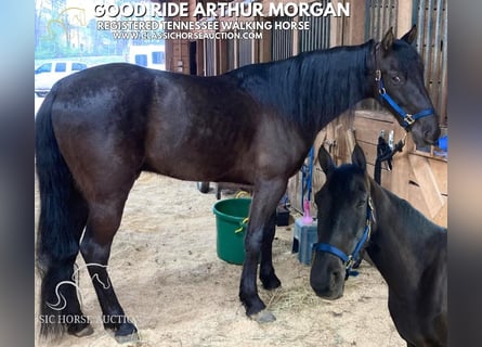 Tennessee walking horse, Hongre, 6 Ans, 152 cm, Noir