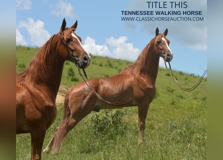 Tennessee walking horse, Hongre, 6 Ans, 152 cm, Palomino