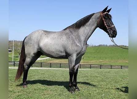 Tennessee walking horse, Hongre, 6 Ans, 163 cm, Rouan Bleu