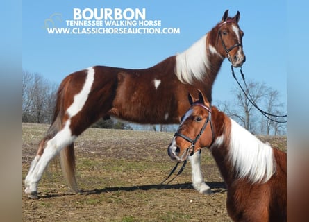 Tennessee walking horse, Hongre, 7 Ans, 142 cm, Tobiano-toutes couleurs