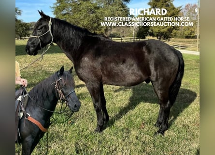 Tennessee walking horse, Hongre, 8 Ans, 132 cm, Noir